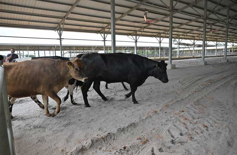 The first shipment of high-yielding breeding cattle from the United States of America for DDL’s subsidiary Demerara Dairy Incorporated (DDI) US$30 million dairy project at Moblissa along the Soesdyke/Linden Highway