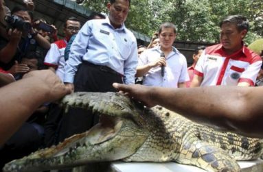 The head of the Indonesia's National Narcotics Board Budi Waseso (L) looks at a crocodile during a visit to a crocodile farm in Medan, North Sumatra, on November 11, 2015 in this photo taken by Antara Foto.
Reuters/Septianda Perdana/Antara Foto