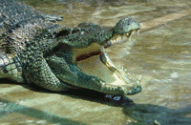 crocodile-09xt
