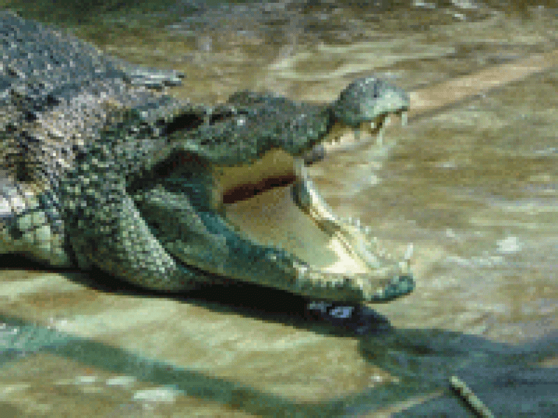 crocodile-09xt