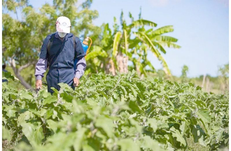 Guyana has invested heavily in increasing youth involvement in agriculture