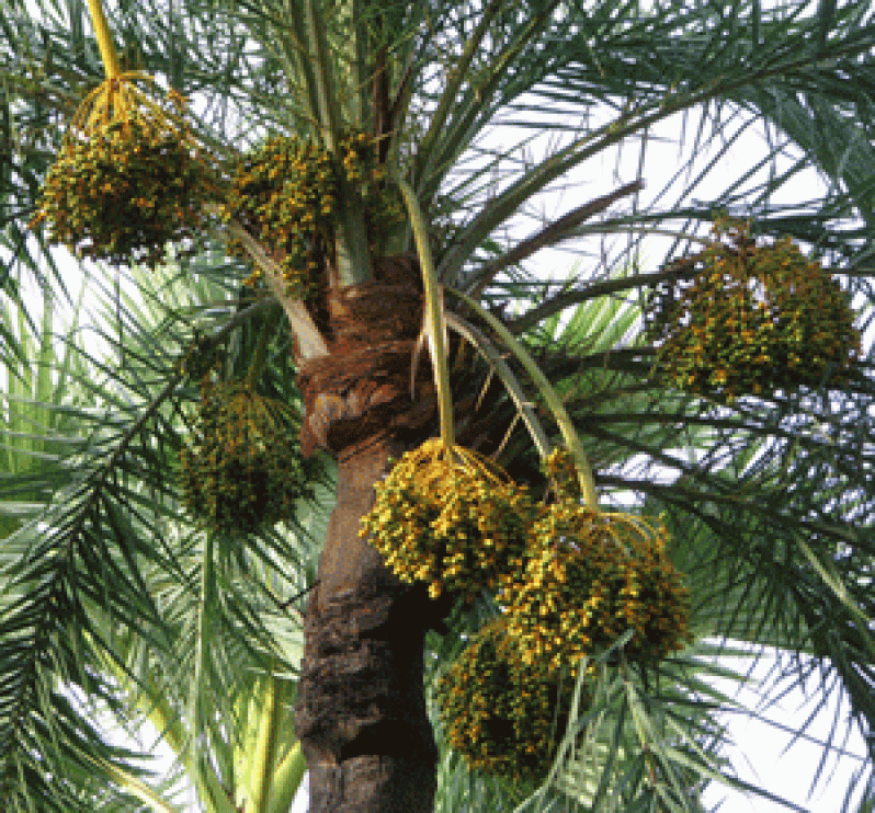 date-palm