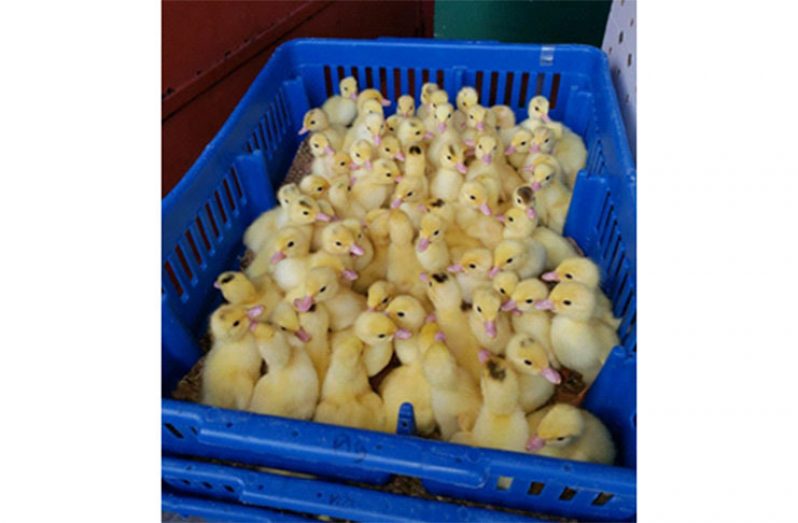 Some of the imported ducklings