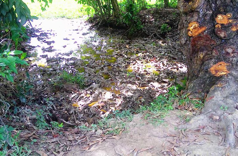 The muddy area where the six-year-old was found
