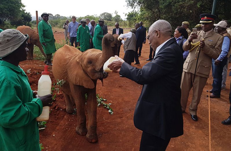 One of the orphaned elephant calves seemed comfortable being fed by President David Granger during his visit to the Nairobi National Park