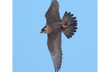 falcon