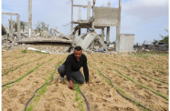 FAO is supporting farmers in Rafah and Khan Younis areas of Gaza to plant and cultivate critically needed crops