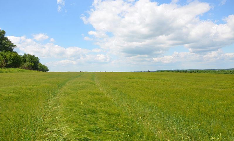 Field with barley in Lvivska oblast, Ukraine (FAO photo)