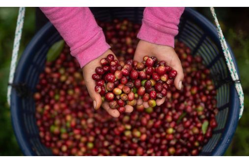 Smallholder farmers account for 80 per cent of global coffee production