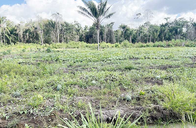 Raynard Ward’s watermelon field