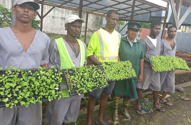 Inmates display some of the trays of pak choi and lettuce donated to the prison service