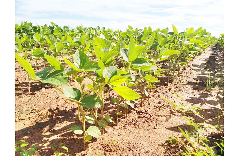 Soya bean being cultivated at Santa Fe, Region Nine (NAREI photo)