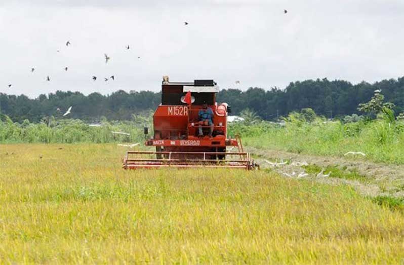 farm