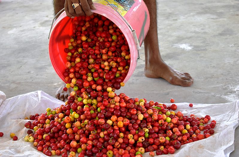 Cherries are one of the many citrus fruits found in abundance in the small farming community in Laluni. Recently, President, Dr. Irfaan Ali announced that major investments are billed for the community to see it becoming a major food production hub (Carl Croker photo)