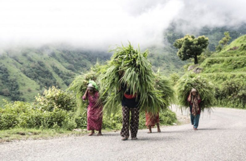 Nepal is one of the countries hardest hit by the impacts of climate change. With 70 per cent of the population dependent on agriculture for their livelihoods, Nepal’s farmers are some of the worst affected (Chris Steele-Perkins/Magnum Photos for FAO)