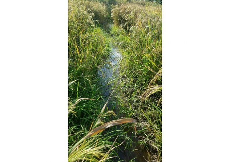 A rice field that was saved from flooding at Sarah, Wakenaam