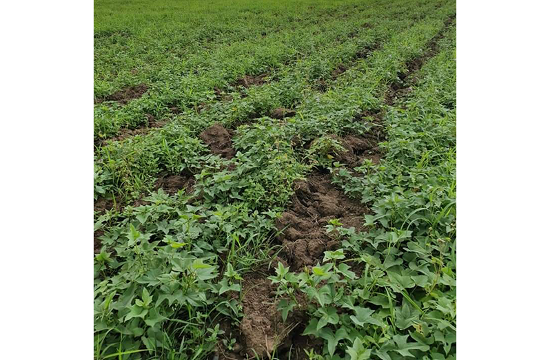 A sweet potato field