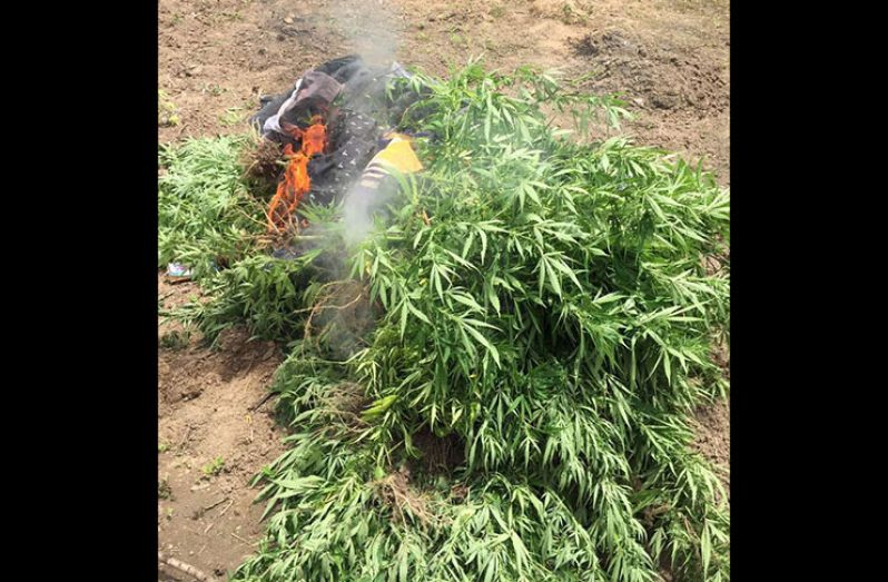 The illegal plants and other items that were set on fire