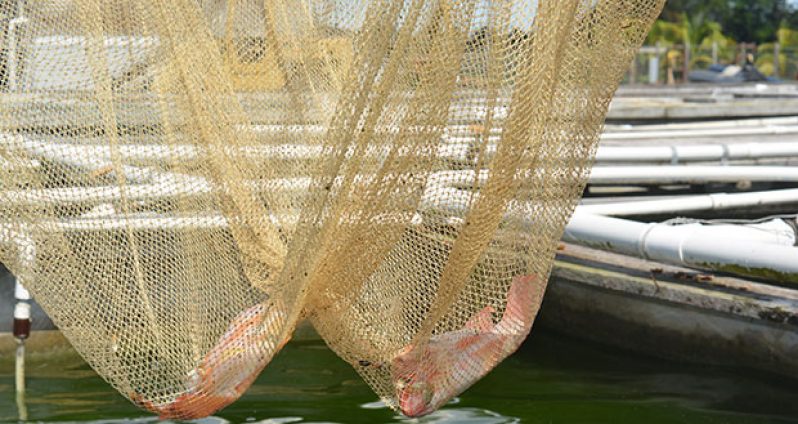 Freshly caught tilapias from Samaroo’s artificial aquaculture pond