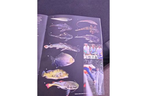 Some of the new species of fish that were discovered in Guyana