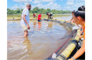Tambaqui being harvested at Rockstone, Region 10, the under government’s Marine Cage Farming Project