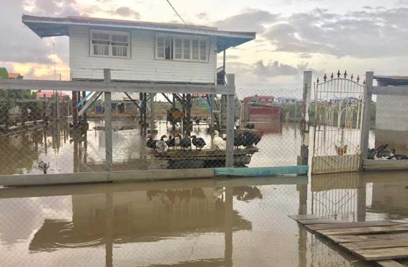 Poultry seeks safety in a flooded yard at Area R Ankerville, Port Mourant