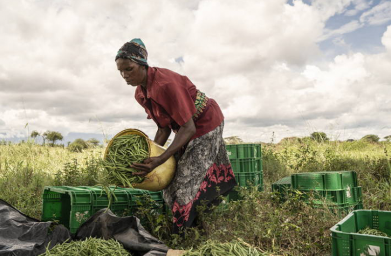 Globally around 14 percent of the world’s food is lost before even reaching the market. Farmer harvesting beans in Kenya (FAO photo)