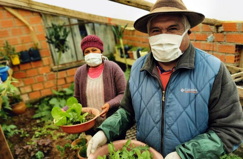 Simon Laura and his daughter tend to their vegetables on the outskirts of El Alto de La Paz, Bolivia (FAO photo)