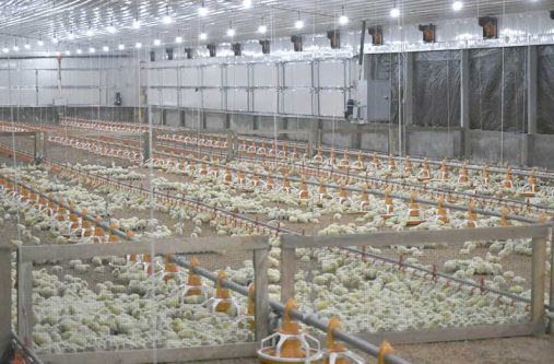 Some of the 12,000 chickens being housed inside the climate-smart tunnel house at Mon Repos, East Coast Demerara