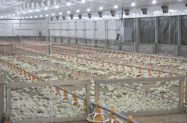 Some of the 12,000 chickens being housed inside the climate-smart tunnel house at Mon Repos, East Coast Demerara