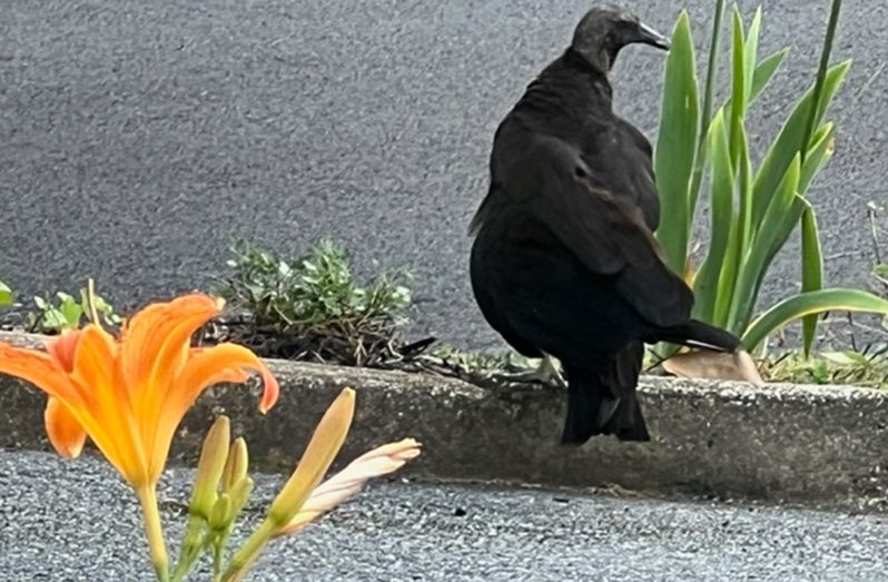 flowers and a carrion crow (Photograph by Francis Quamina Farrier)