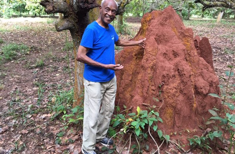Farrier with one of the (not so) giant ant hills at Techiman, Central Ghana, West Africa