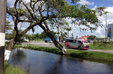 “Lean on Me": Two trees over the South Road/Cfroal Street canal in Georgetown (Photo by Francis Q. Farrier)
