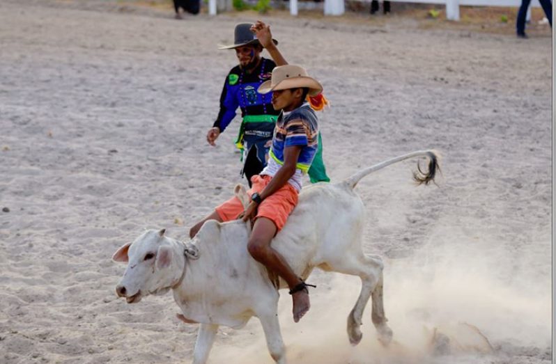 A participant in the Boys Under-12 Calf Riding Competition in action at Rupununi Ranchers Rodeo 2019 (Delano Williams photo)