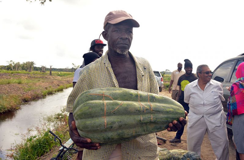 Buxton farmer Patrick Howard displays one of his giant pumpkins to Finance Minister Winston Jordan and other officials who visited the area on
Wednesday to check on the projects being funded through the Rural Agricultural Infrastructure Development (RAID) programme (Adrian Narine photo)