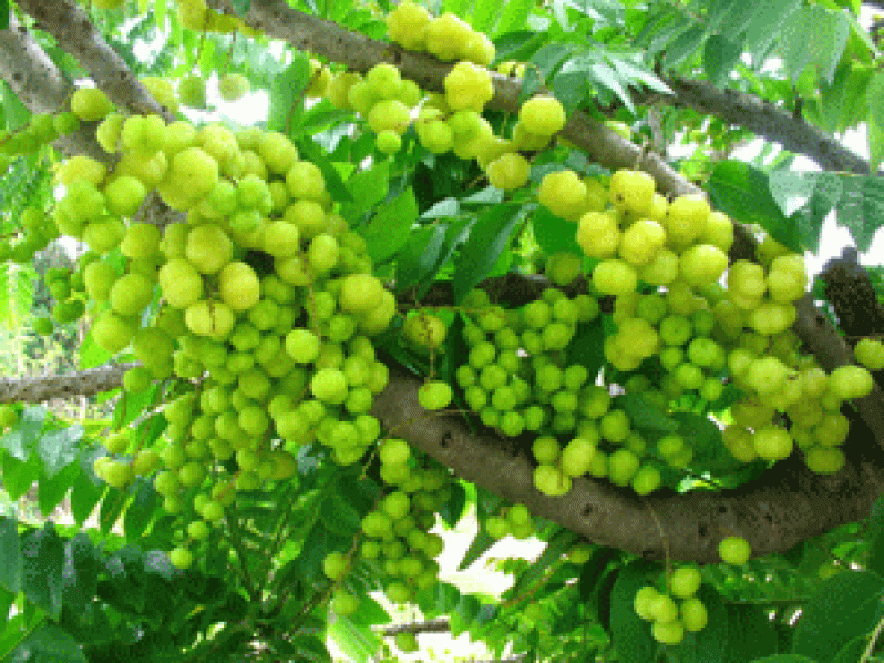 gooseberry-tree