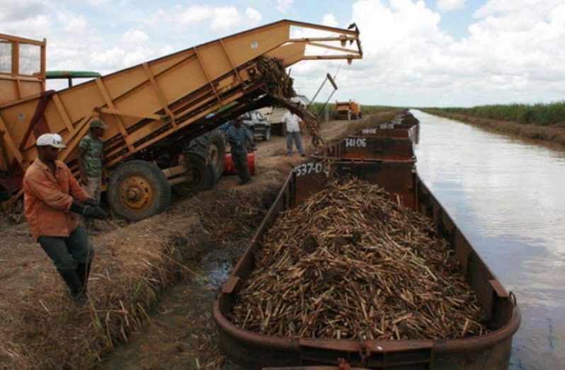 GuySuCo had set a target of 46,475 tonnes of sugar for the first crop, but fell 9,462 tonnes short of that target