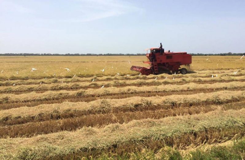 Over 500,000 tonnes of rice harvested for first crop