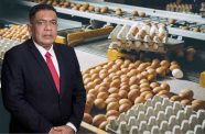 hatching-eggs-