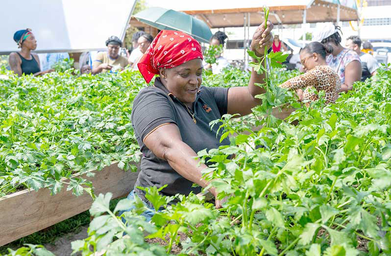 The women-led homestead greenhouse agricultural project at Tiger Bay will generate an estimated $1.9 million