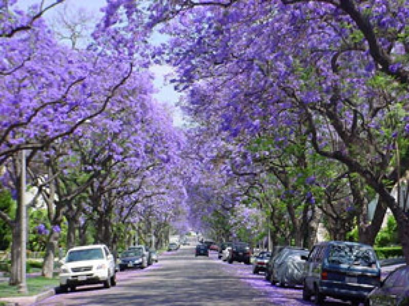 jacaranda-1