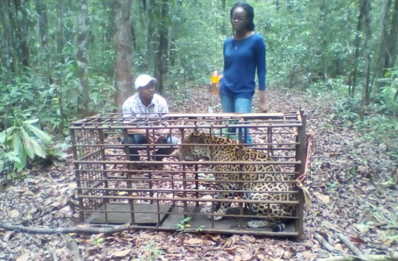The jaguar about to be released into the Iwokrama Forest