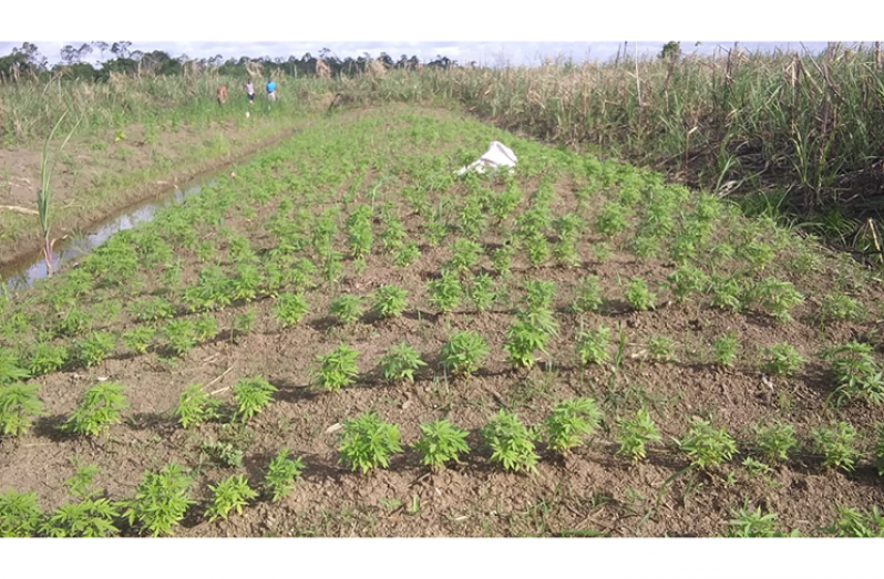- A marijuana plot in West Canje, Berbice before it was destroyed.