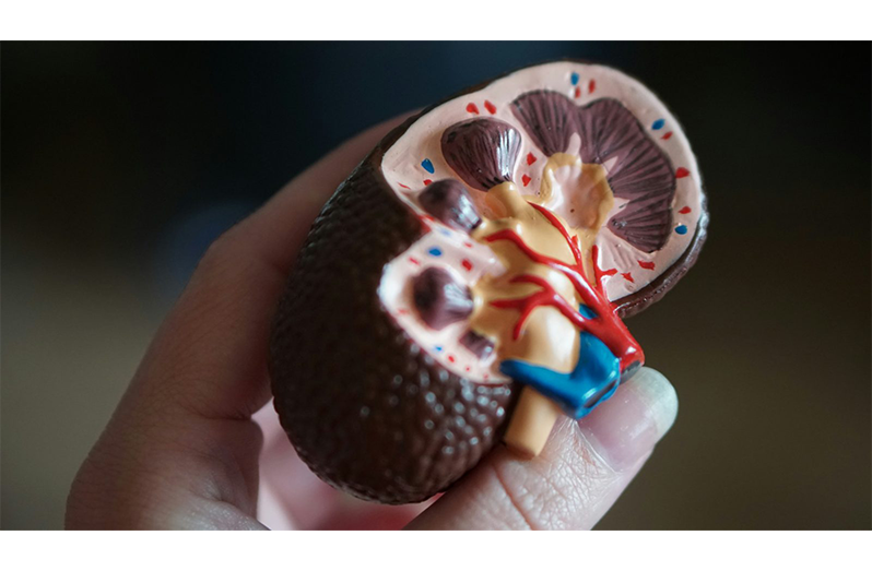 kidney