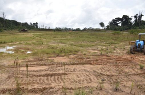 Part of the reclaimed land at Olive Creek, Region Seven. This was once a mined out pit. Two years ago the pit was back-filled and left to be re-vegetated naturally