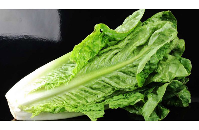 The ‘romaine’ variety of lettuce which has been temporarily banned here