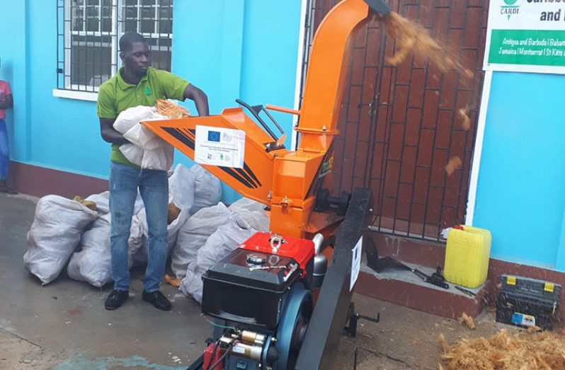 CARDI technician, Mitchroy Thom, feeding coconut husks to coconut shredder hopper for processing