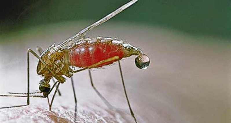 malaria-mosquito