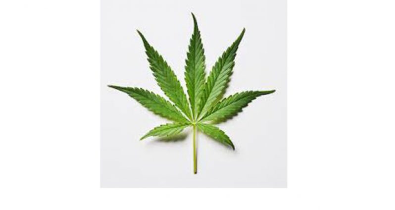 marijuana