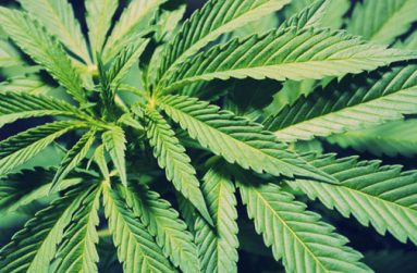 marijuana